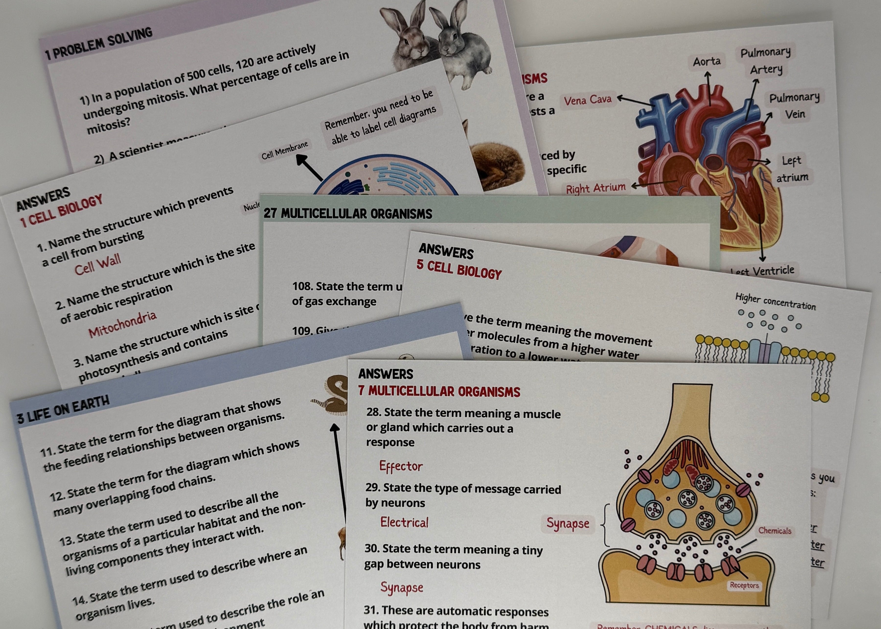 National 5 Biology Flashcards